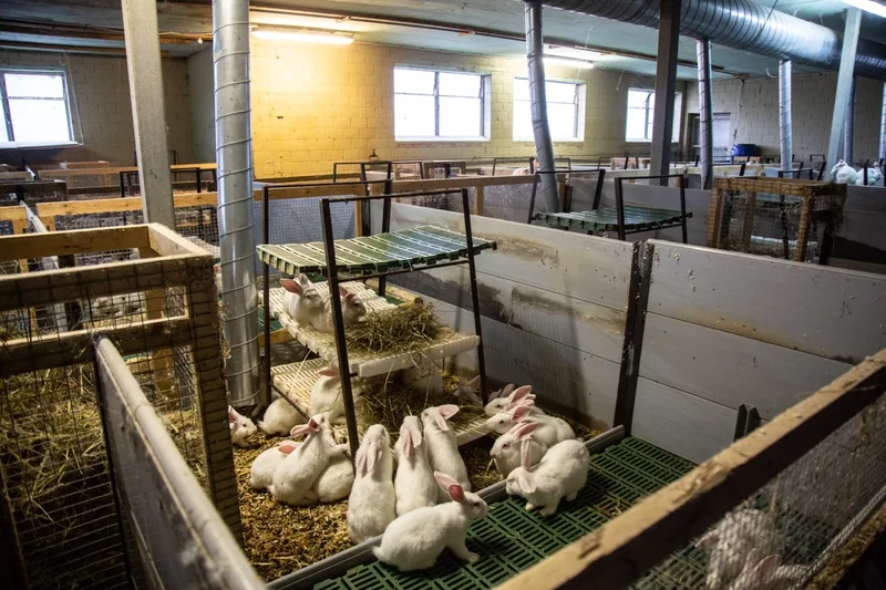 Blick in einen von Felix Näfs Kaninchen-Mastställen. Die Kaninchen werden nach den BTS-Richtlinien gehalten. Bild: Pia Neuenschwander