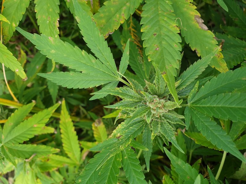 Bei Cannabis liegt das Heil in der richtigen Dosis