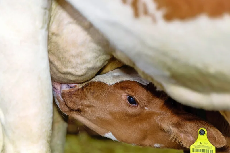 Seit die Kälber auf dem Biohof Meier ammengebunden aufgezogen werden, hat sich die Tiergesundheit (vor allem Probleme mit Durchfall) verbessert.