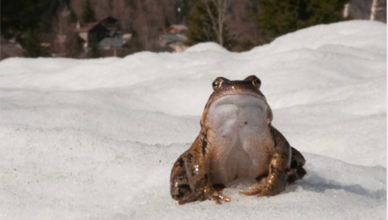 Alpen-Tiere passen sich nicht schnell genug an Klimawandel an