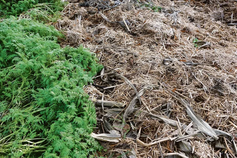 Im Herbst den Hausgartenboden schützen und pflegen