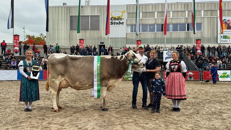 Nationale Blüem- und Gurtschau: Die schönsten Kühe der Schweiz in der Olma-Arena