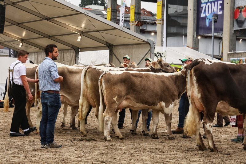 Nationale Blüem- und Gurtschau: Die schönsten Kühe der Schweiz in der Olma-Arena