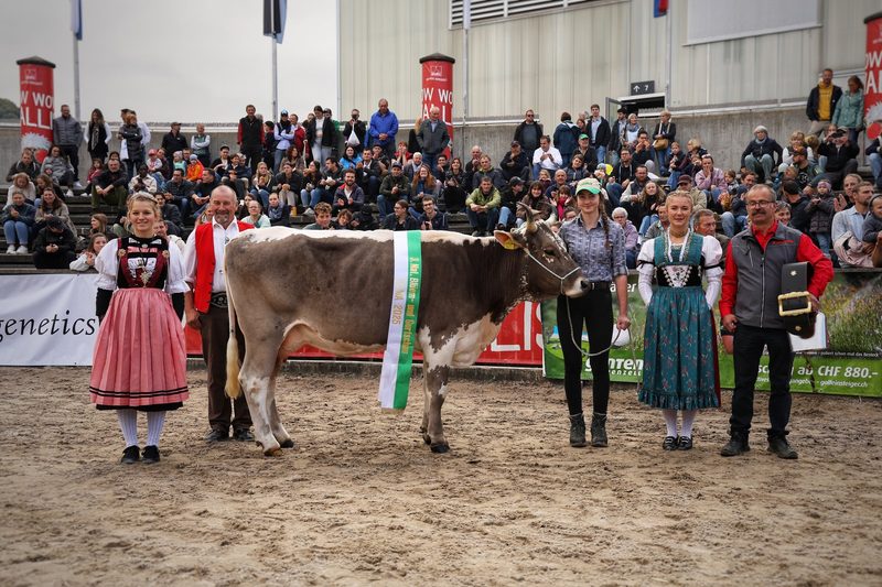 Nationale Blüem- und Gurtschau: Die schönsten Kühe der Schweiz in der Olma-Arena