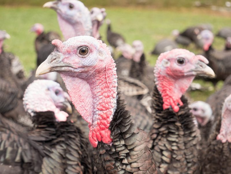 Zu Thanksgiving und Weihnachten kommen ausländische Truthähne auf den Tisch
