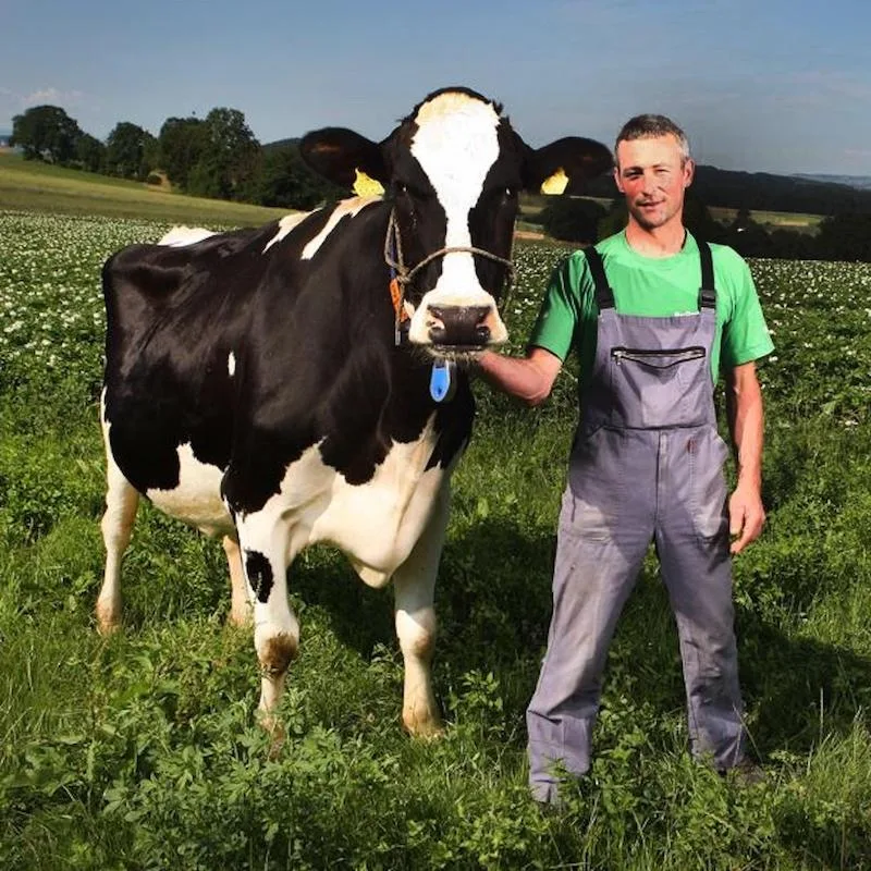 Gruyère-Produzent springt aufs Karussell nach Melkroboter-Verbot