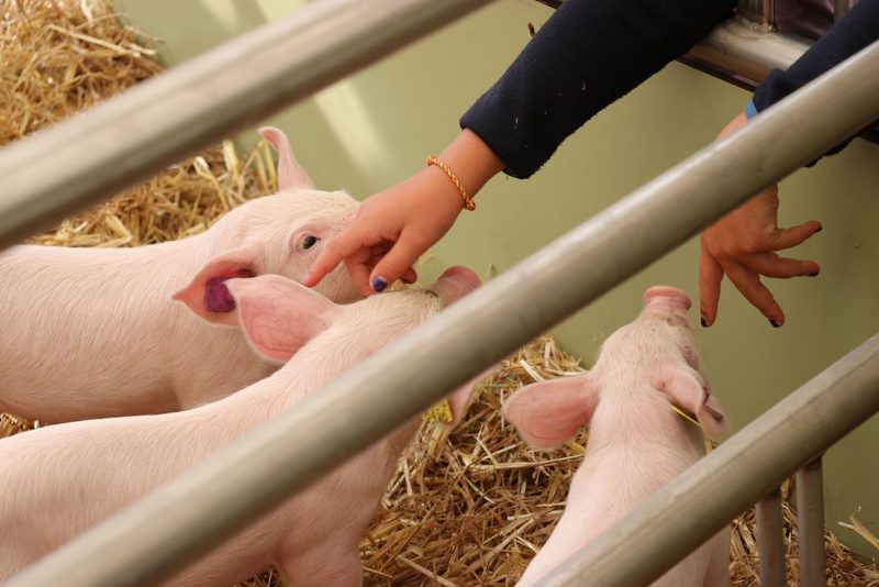 «Die Begegnungen an der ALA 23 machen es aus»