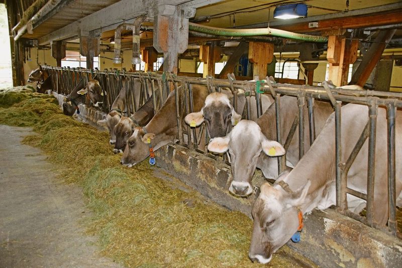 Die Familie Hausheer hatte sieben 100'000er Kühe auf einmal im Stall