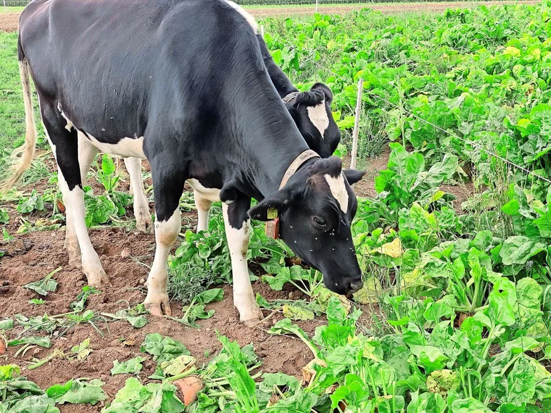 Wenn bei Hitze nichts mehr wächst, nützt die beste Weidetechnik nichts. Grasalternativen sind Sudangras, Sorghum oder Futterrüben (Bild).
