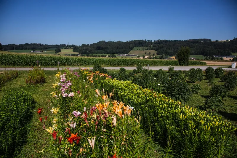 Der Deckungsbeitrag sei auch heute noch viel höher als bei den meisten anderen Kulturen in der Landwirtschaft. Bild: Pia Neuenschwander