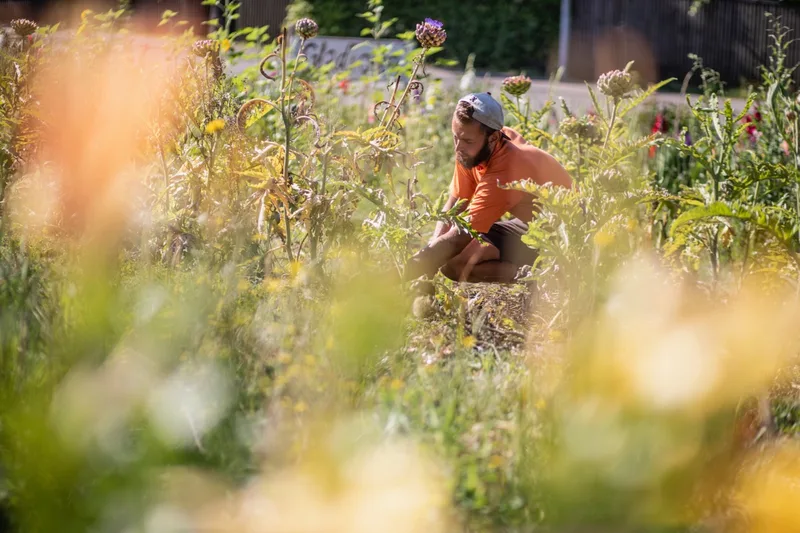 Jedes Schnittblumenfeld ist bezüglich Aufwand und Ertrag individuell. Bild: Pia Neuenschwander