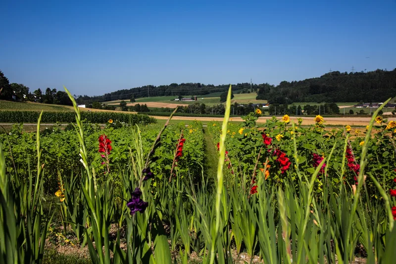 Ordnung und Sauberkeit sind auf dem Schnittblumenfeld zentral. Bild: Pia Neuenschwander