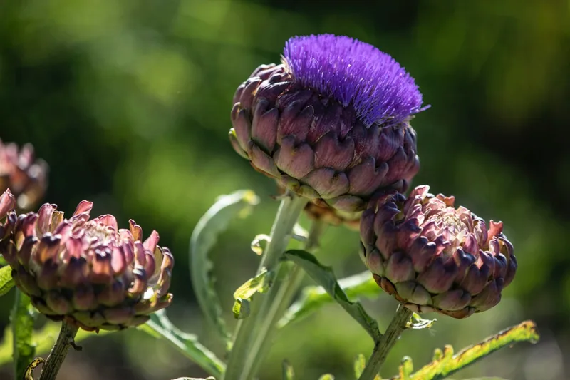 Artischocken – eine Neuheit auf Hagenbuchs Schnittblumenfeld. Bild: Pia Neuenschwander