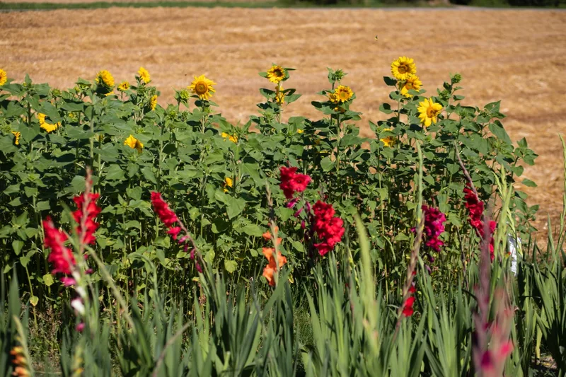Sonnenblumen, Gladiolen, Pfingst- rosen und Dahlien sind besonders rentabel. Bild: Pia Neuenschwander