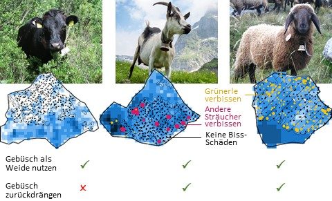 Die besten vierbeinigen Landschaftspfleger für verbuschte Alpweiden