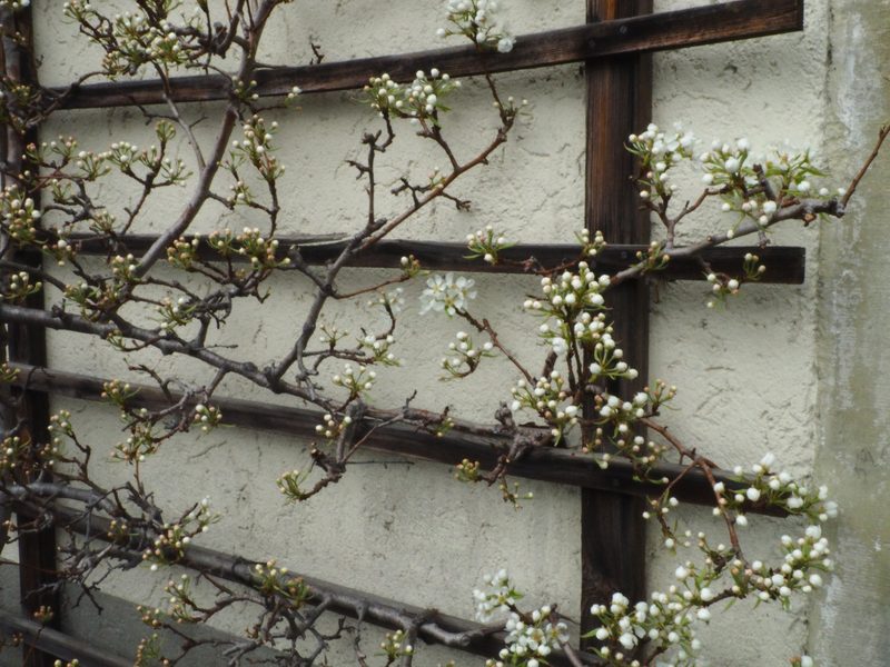 Mit Kletterpflanzen eine essbare Wand gestalten