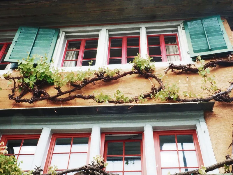 Beliebte Kletterpflanzen an der Hausfassende sind zum Beispiel Weinreben.