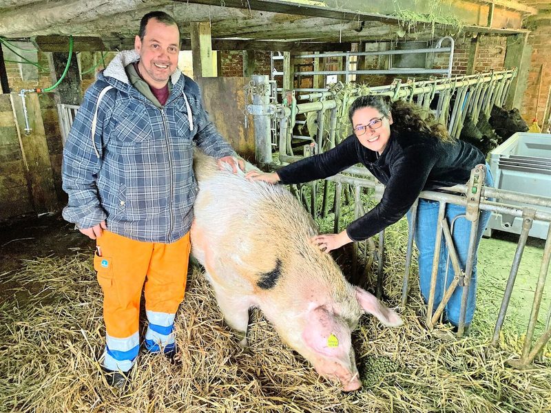 Andreas Hirschi und Esther Hürlimann kauften Olma-Eber Johnny. Nach einem Unfall mussten sie ihn einschläfern lassen.