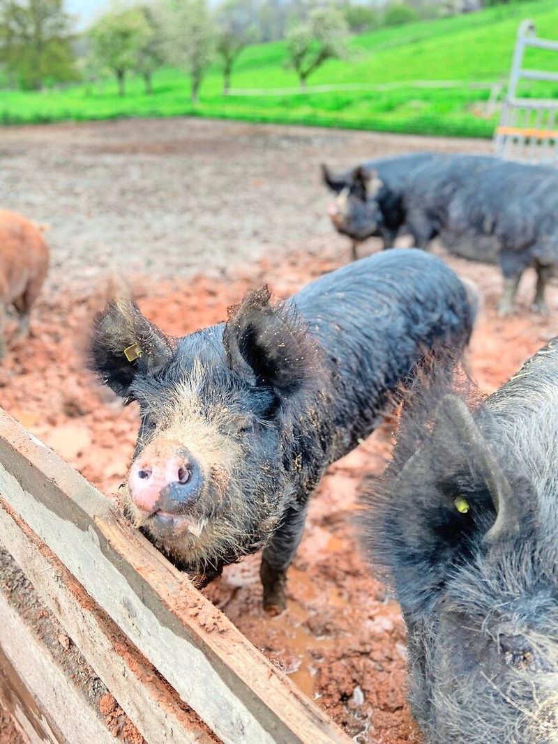 Die Berkshires sind eine schweinische Rarität.