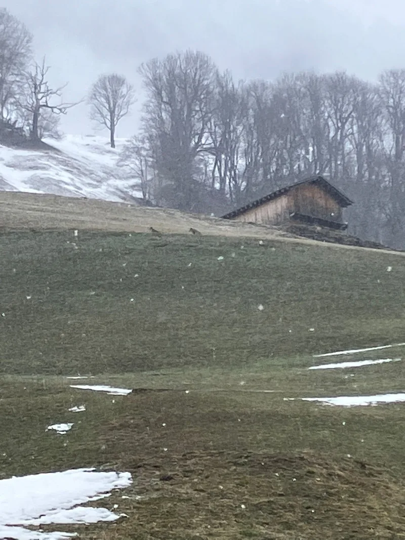 «Ich hatte Todesangst»: Beinahe-Wolfsangriff auf Bauernkind wirft Fragen auf