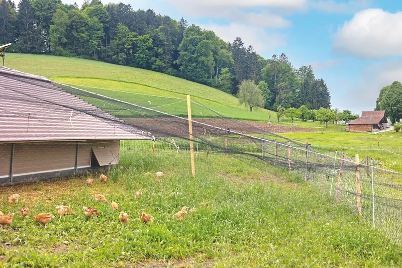 Landwirt Matthias Roggli bekommt mit Agroforst mehr Fläche