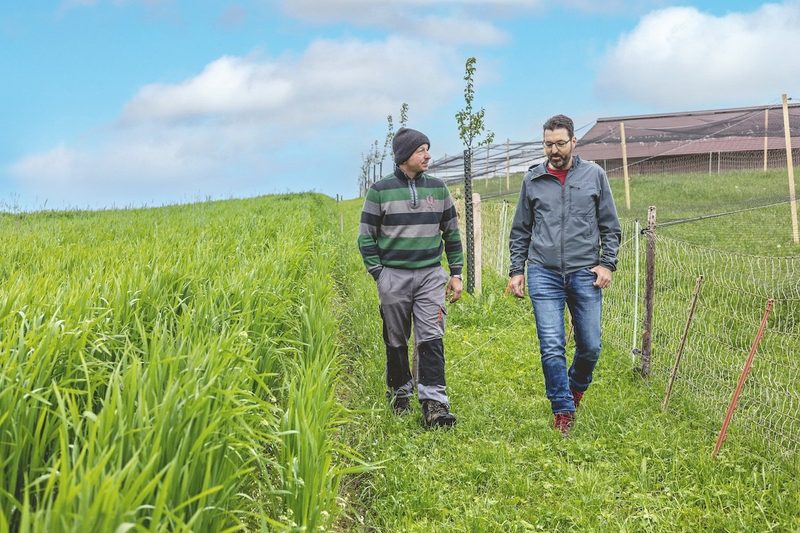 Matthias Roggli (links) und Michel Bhend vom Fonds Landschaft Schweiz bei einer Begehung der Agroforstanlage in Mamishaus BE.