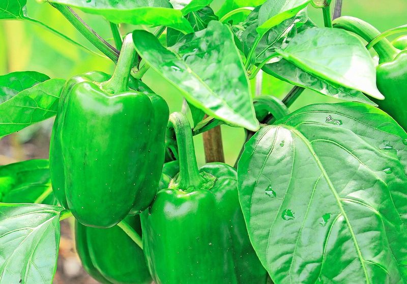 Peperoni können in unreifem Zustand geerntet werden.