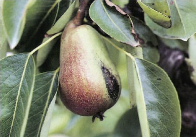 Diese Schädlinge sind jetzt im Obstbau aktiv