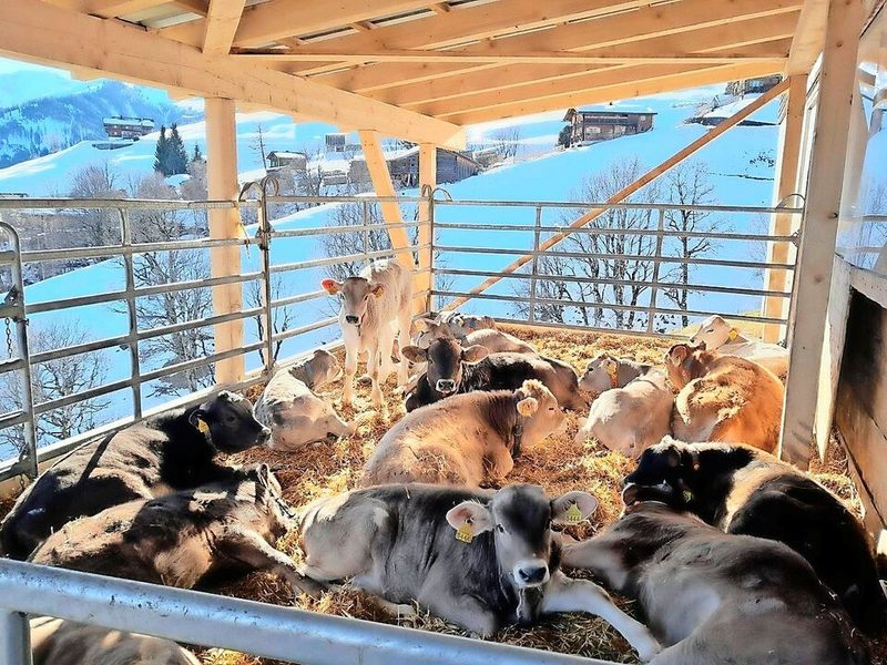 Auch bei Schnee können die Masttiere dank des überdachten und eingestreuten Auslaufs draussen an der frischen Luft liegen.