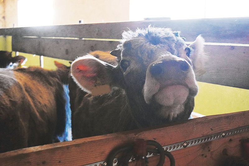 Weibliche Kälber bleiben für die eigene Aufzucht auf dem Betrieb.