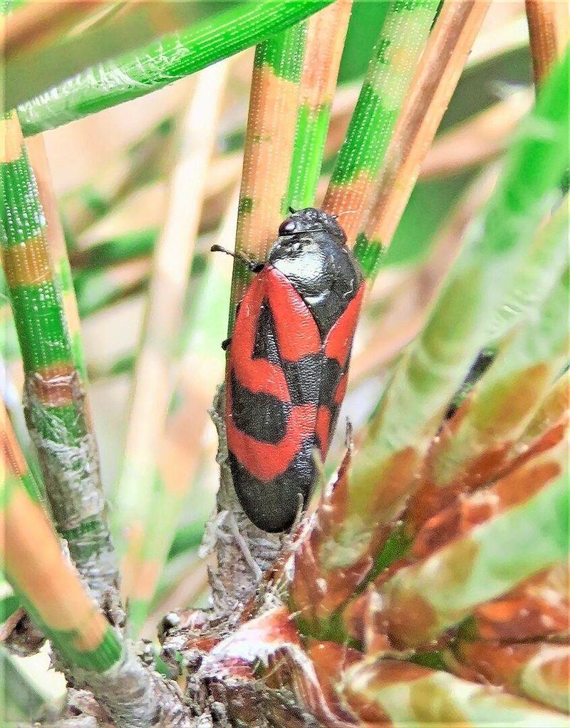 Lärchen und Föhren: Plötzlich richten zwei Insekten Schaden an