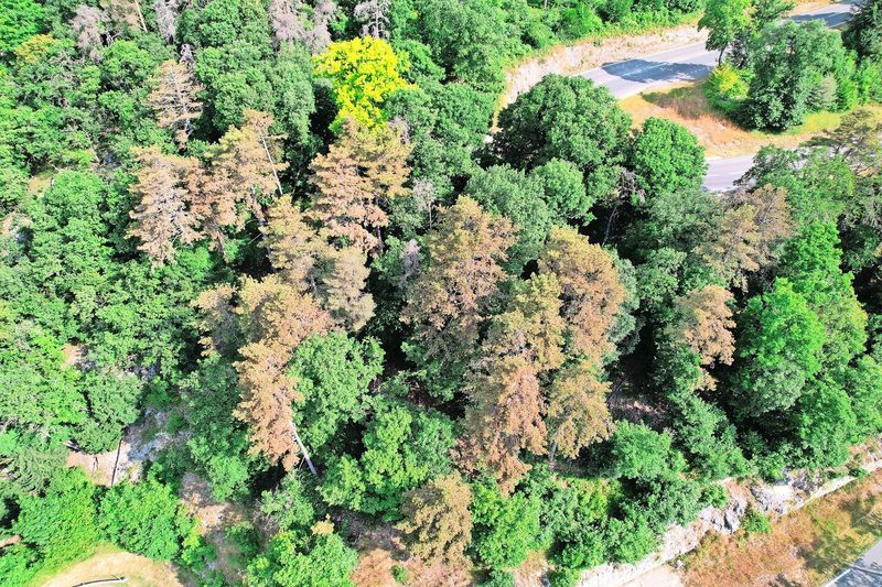 Starke Saugschäden an Schwarzföhren im Waadtländer Jura, verursacht durch die Kiefernblutzikade.