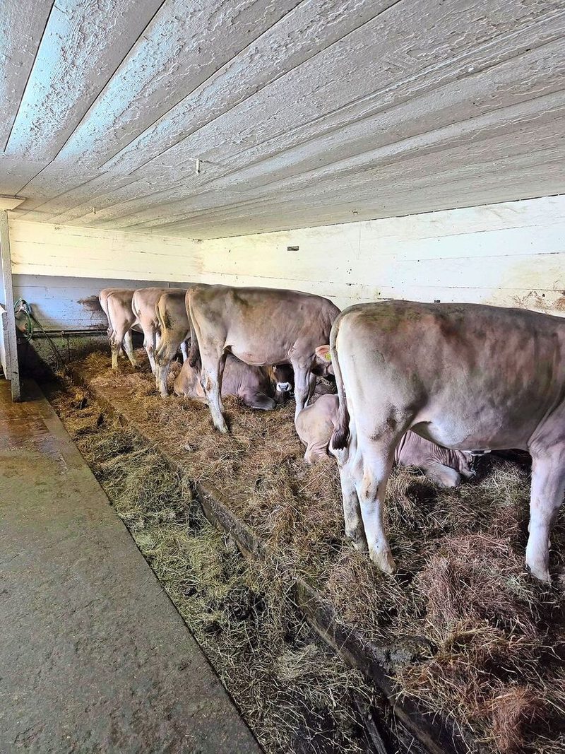 Auf dem Betrieb von Alois Betschart, Rothenthurm, stehen OB-Tiere. Für sie haben Schüler(innen) neue Stallkonzepte erarbeitet.