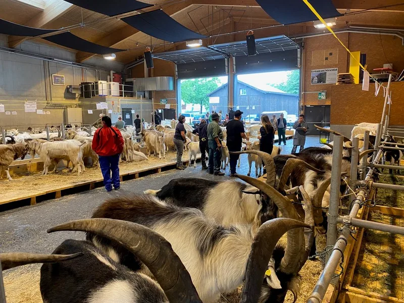 400 Ziegen und 13 Rassen zu Gast in Sargans