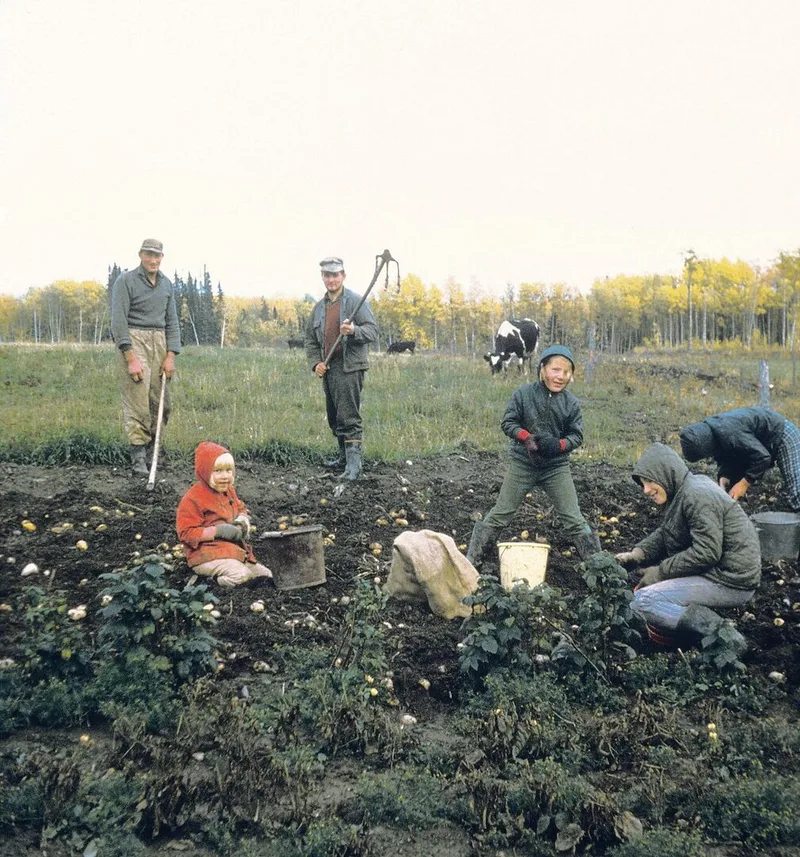 Bevor der Schnee kam, musste der Garten abgeräumt werden. Die Kartoffelernte war immer eine wichtige Familiensache.