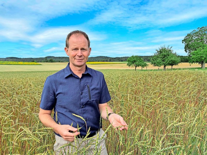Dinkel oder Urdinkel – Weizengene hat es in beidem