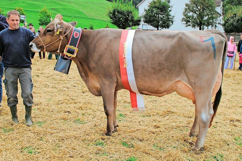 Miss Einsiedeln: Die euterstarke Pete Patty von Roland Kälin, Euthal.