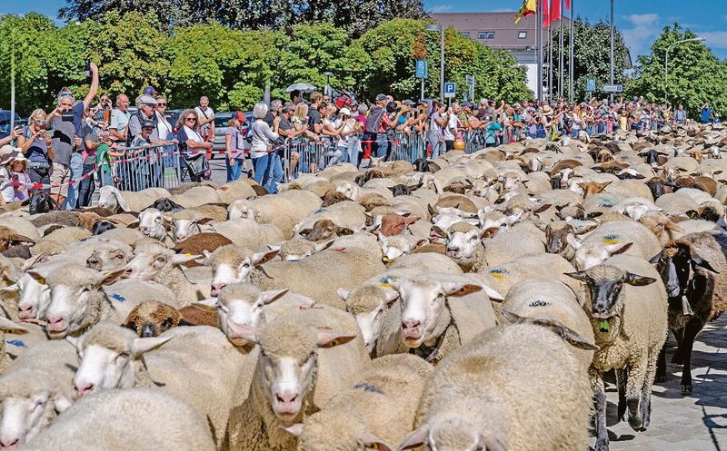 Sehr viele Schafe und noch viel mehr Menschen füllten die Strassen in Einsiedeln.