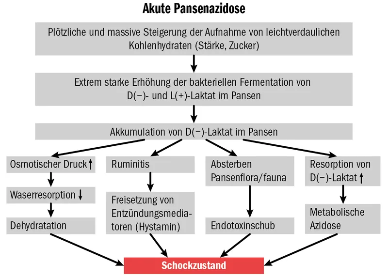 Mit der Schüttelbox einer Pansenübersäuerung vorbeugen