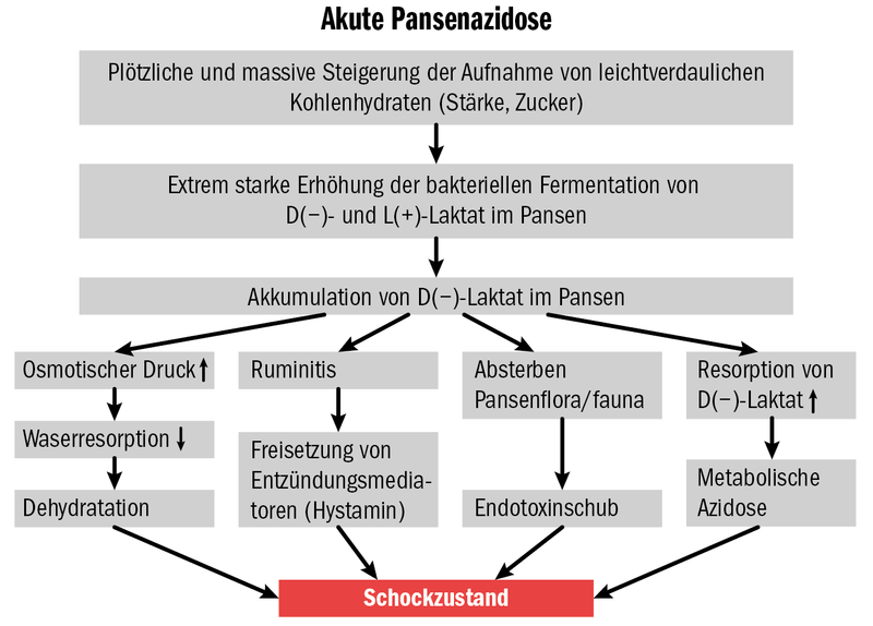 Mit der Schüttelbox einer Pansenübersäuerung vorbeugen