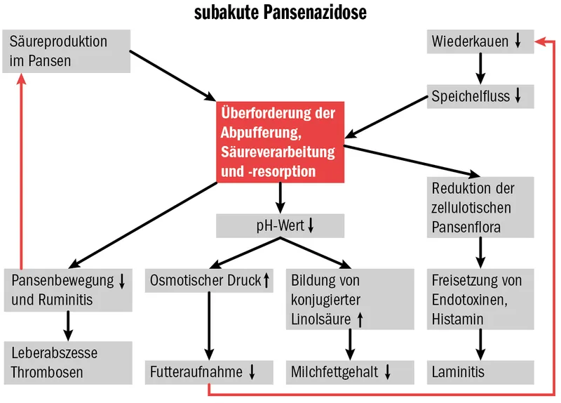 Mit der Schüttelbox einer Pansenübersäuerung vorbeugen