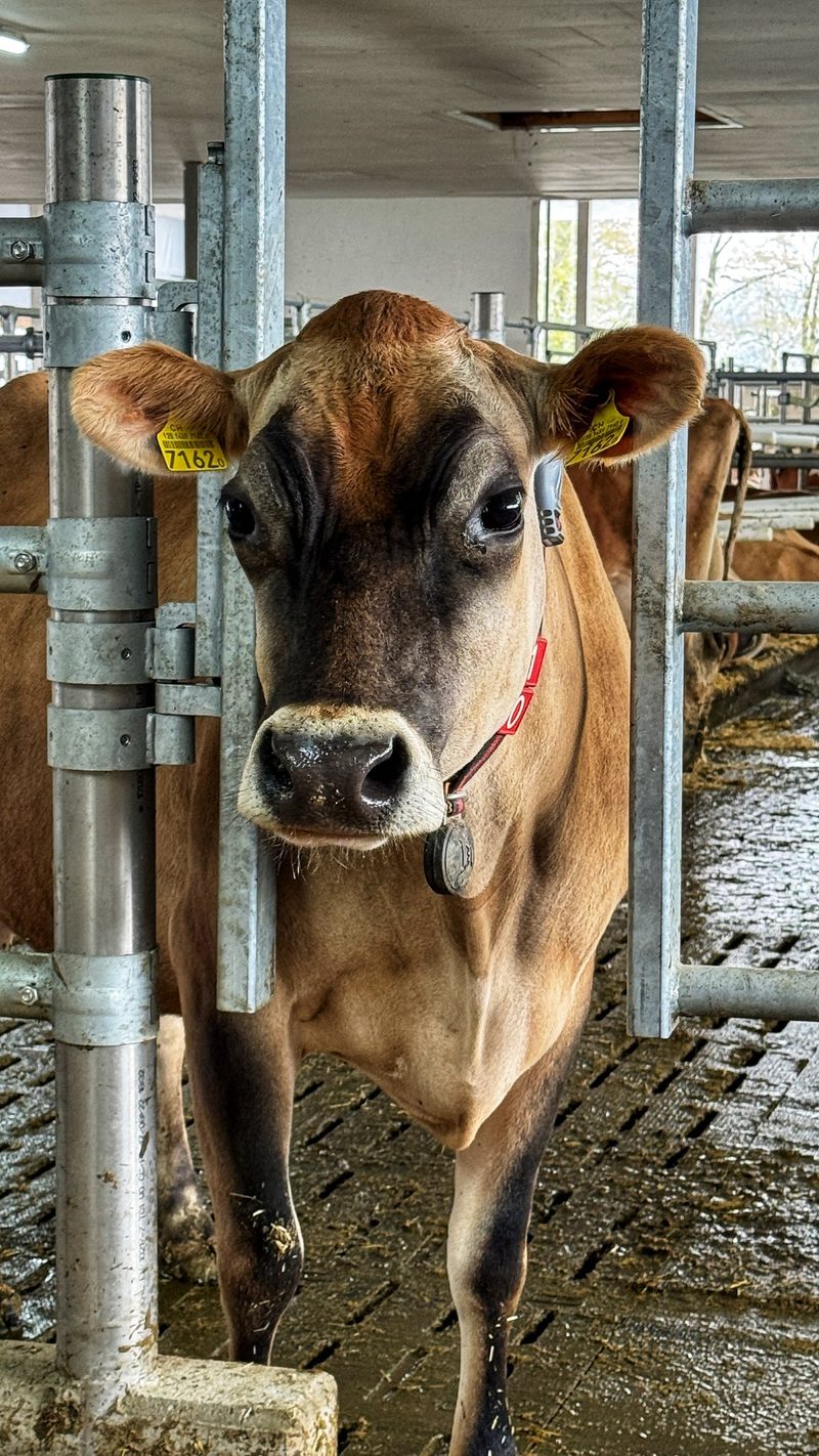 Warum Stephanie Lanter und Reto Bieri jetzt weniger Arbeit im Stall haben