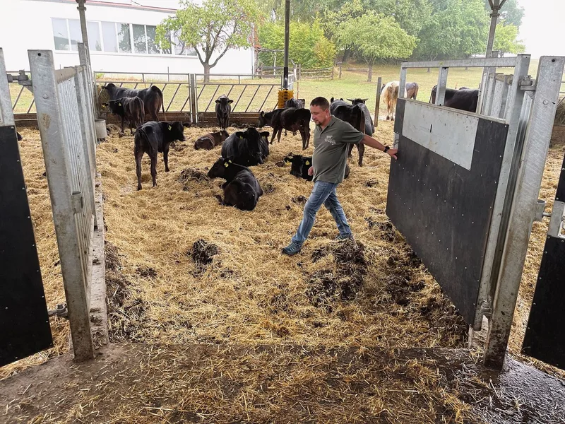 Der Roundhouse-Stall: Eine runde Sache für 65 Wagyu-Rinder