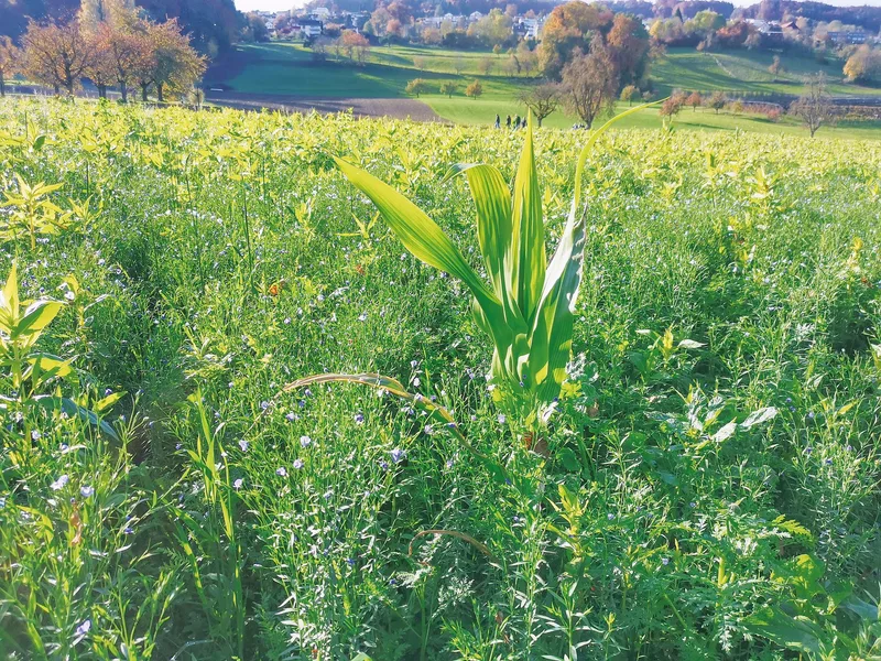 CO2-Zertifikate für Humus als Zubrot