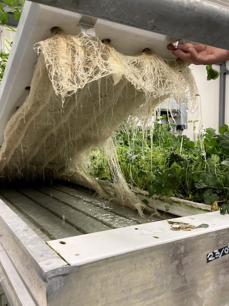 Vertical Farming ist auf Landwirtschaftsbetrieben noch nicht realisierbar