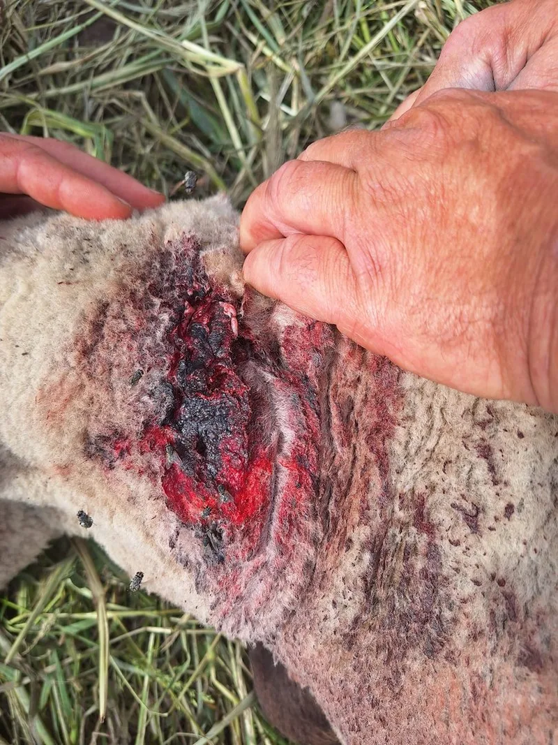 Ein Wolfsriss im Seeland, oder doch nicht? Schafhalter und Wildhüter sind sich uneinig