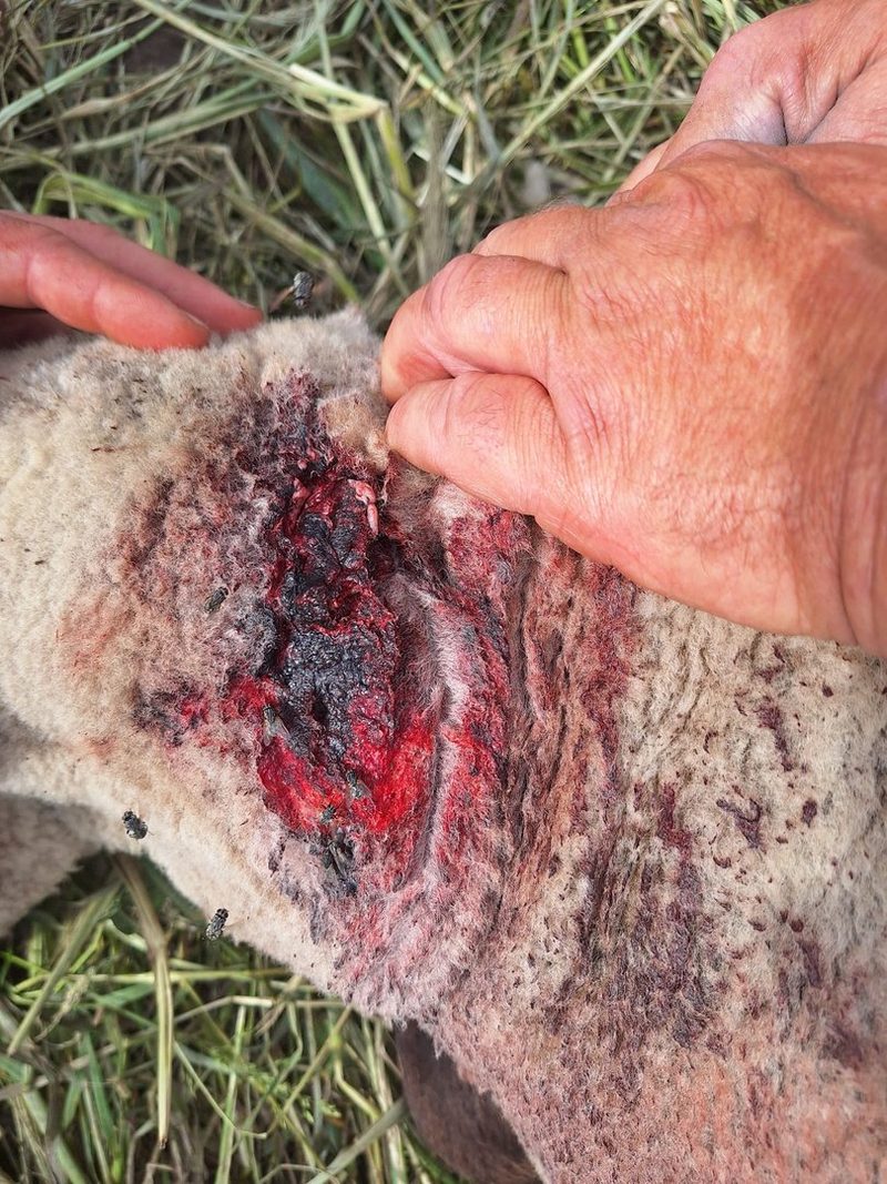 Ein Wolfsriss im Seeland, oder doch nicht? Schafhalter und Wildhüter sind sich uneinig