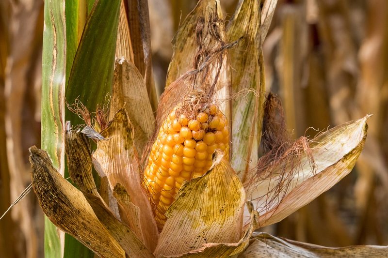 «Mit Landmais sind gute Erträge möglich»