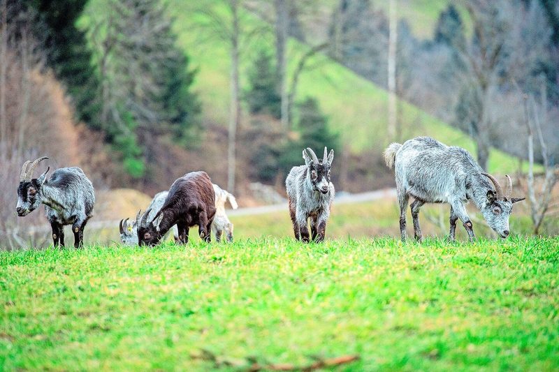 Sich fortzubewegen für die Nahrungsaufnahme ist das natürliche Verhalten von Ziegen. Indem das Tempo bei den Wanderungen dem der Tiere angepasst wird, wird ihnen nichts aufgezwungen.