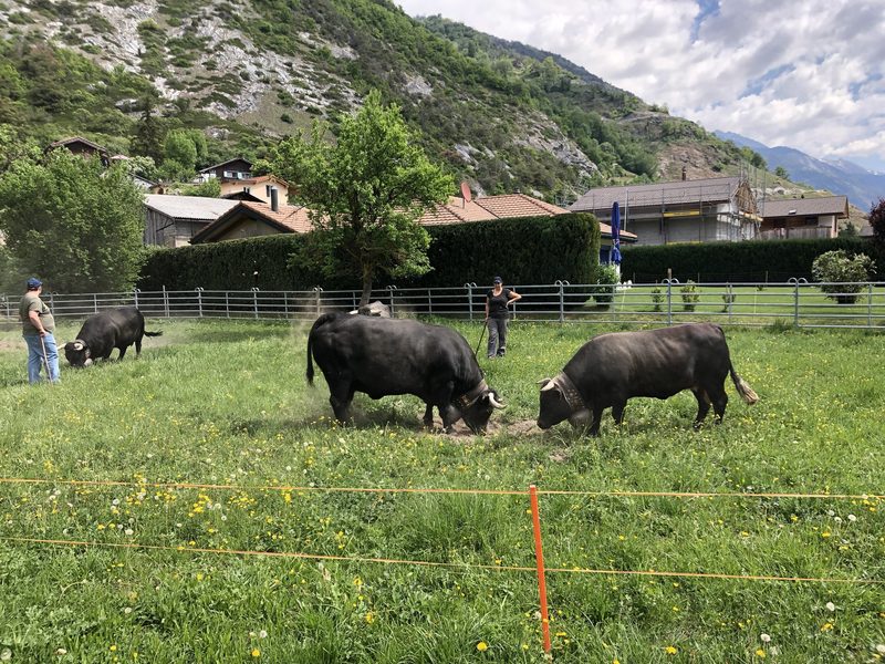 Erlebnisbericht: Von wilden Kühen und gelassenen Bauern